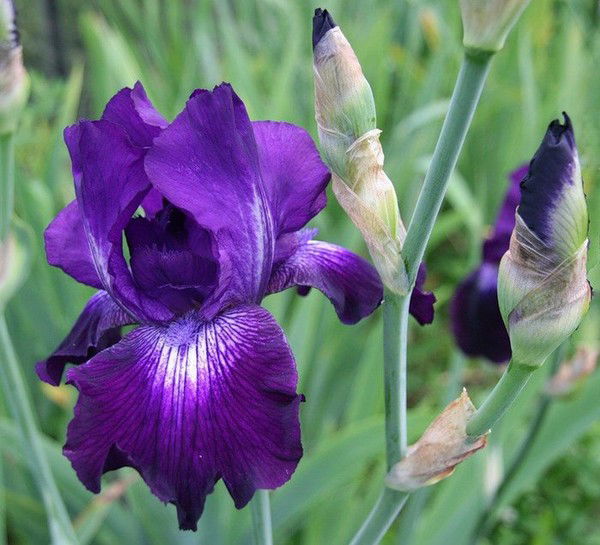 Школа №4 Дубоссары