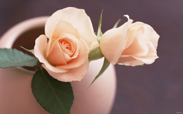 Приемная Краснокаменск