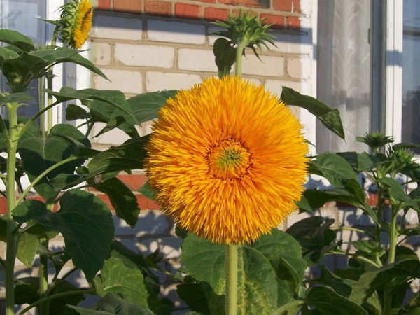 Степанова Степанова