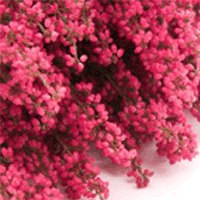 Айтадж Гадирова