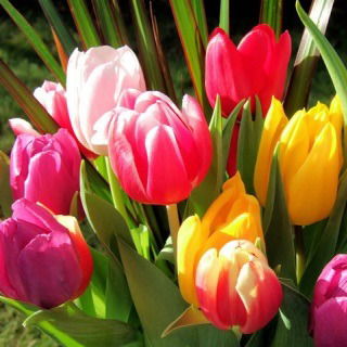 Мария Милорадова