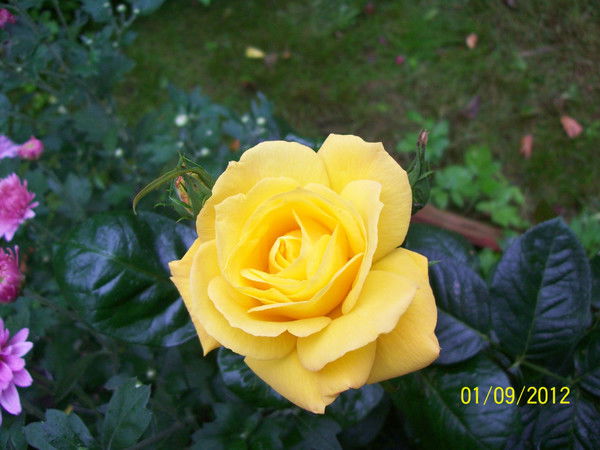 Елена Старова