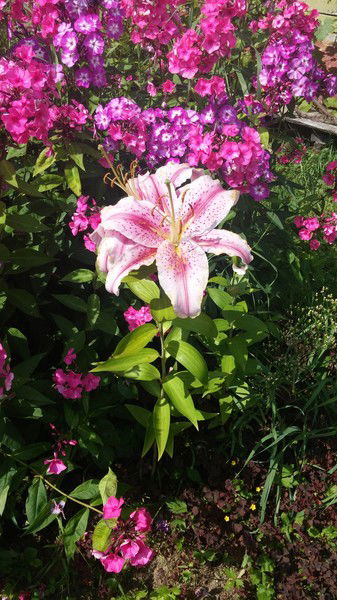 Ирина Костылева