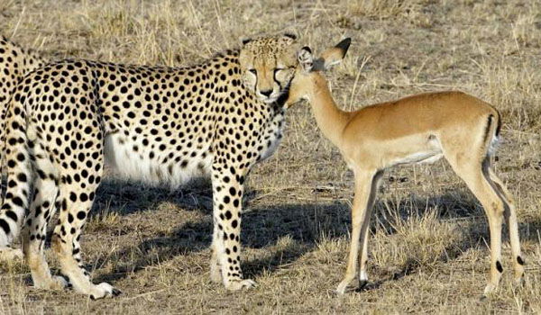 Ồ∆Ụ├┤Ọ│{Ụủ ]¯[Ąρe├┤Ь ۩