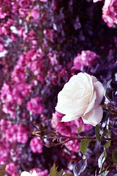 Екатерина 3