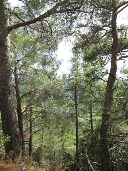 Анатолий Полынский