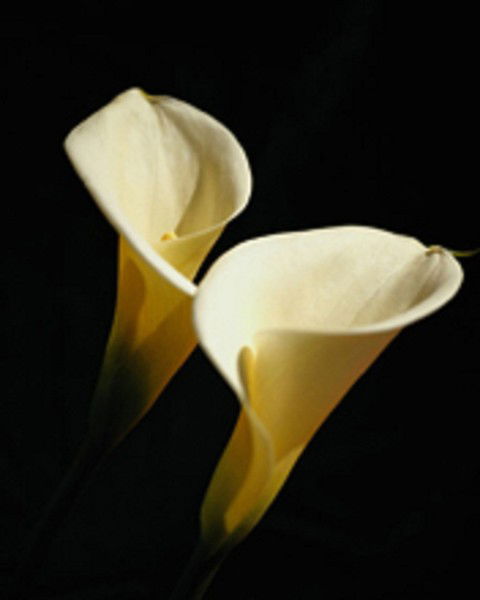 Ирина Соколова