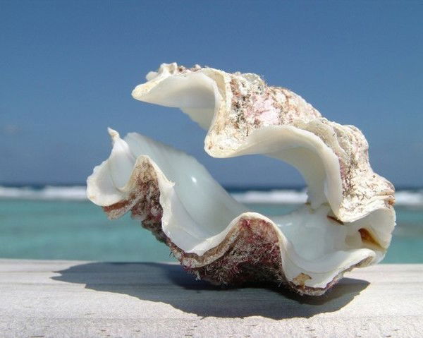 Светлана Михеева