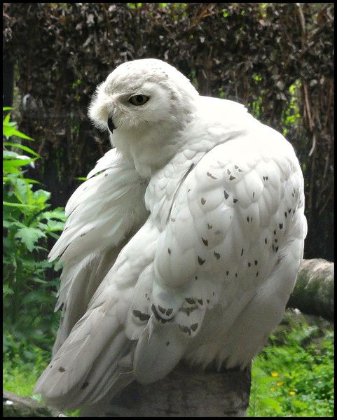 Андрей Клименко