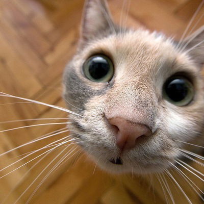 Катюша Іванова