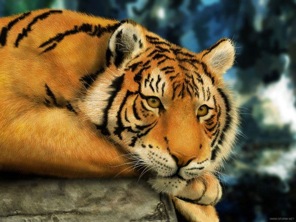 Богдан Коршун