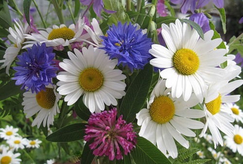 Алма Елубаевна