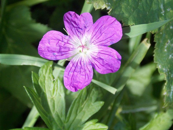 Айша Жумашева