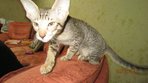 Татьяна Крафт