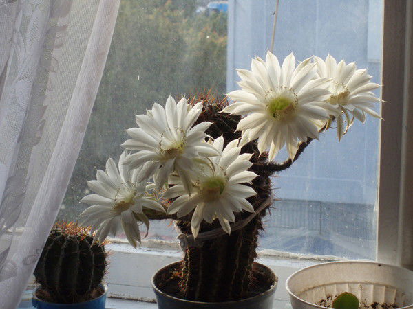 Кудинович Елена