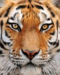 Полина Баныгина