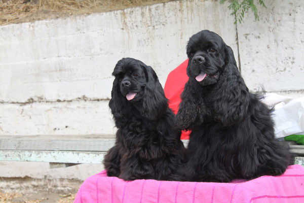 Елена Николаева