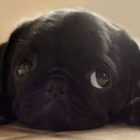 Элла Грицкевич