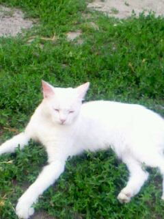 Константин Лондарев