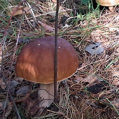 Михаил Недух