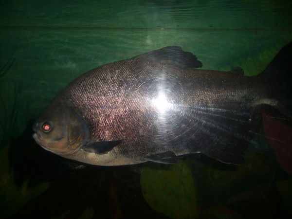 Елена Коваленко