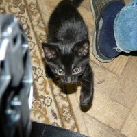 Андрій Крамаренко