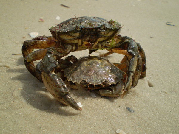 Римма Горячева