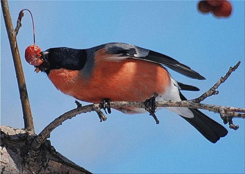 Светлана Мазуренко