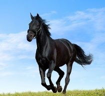 Елена Булыгина