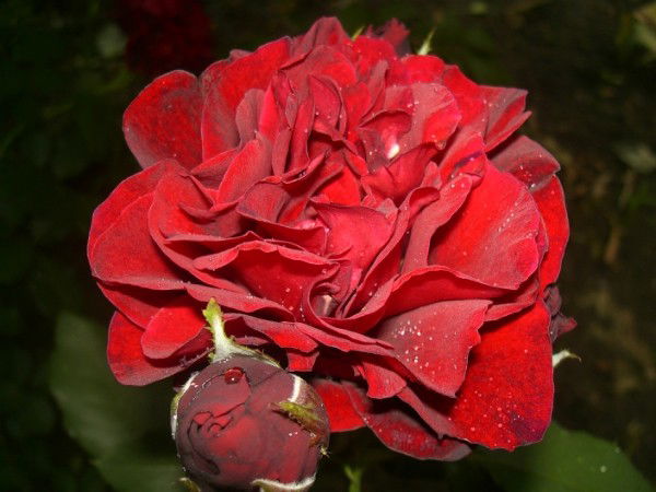 Ольга Горбатовская