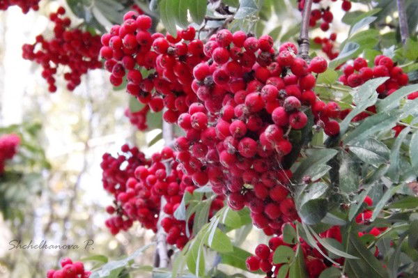 Полина Щелканова