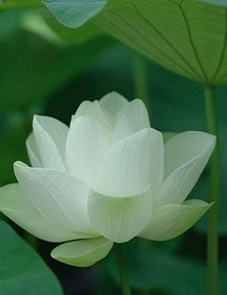 Кенжегулова Линара