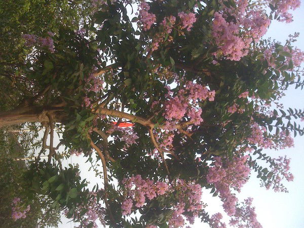 Людмила Король