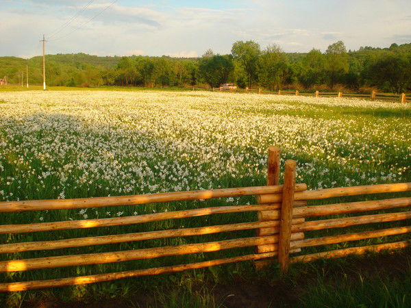 Елена Федорук