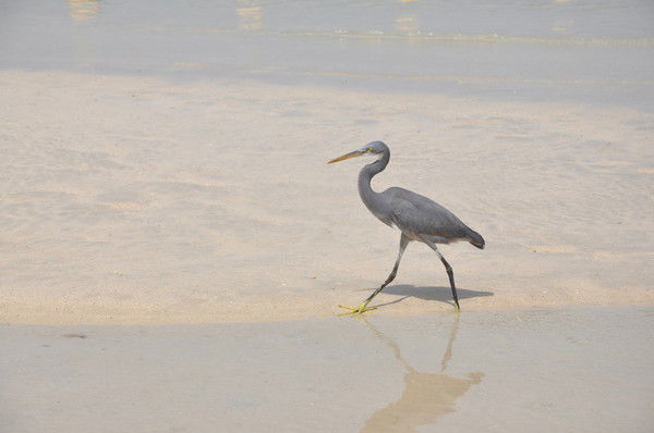 Светлана Светлана