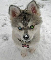 Виталий Рейхерт