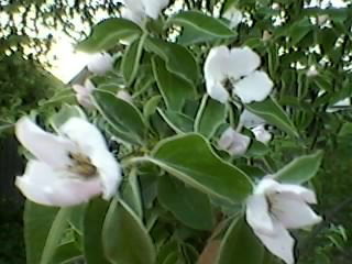 Ольга Сонина-Ивахина