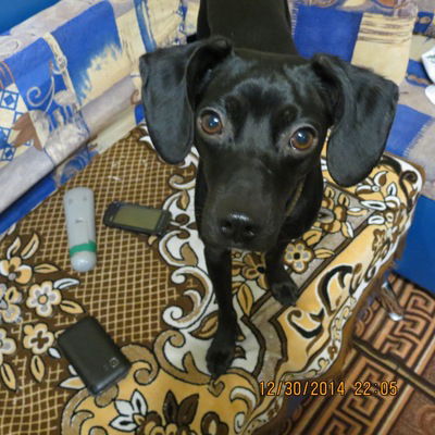 Даниил Дубровин