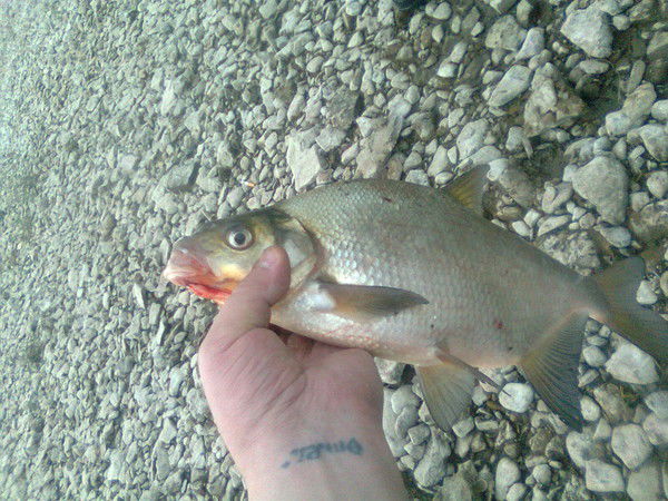 Денис Ожегов