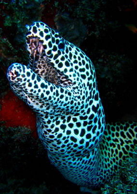 Владимир Скорняков