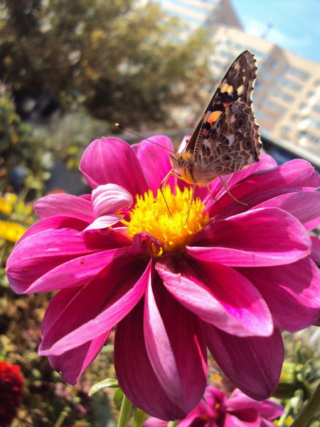 Алмагуль Бурамбекова