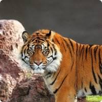 Рами Ханан Хураки