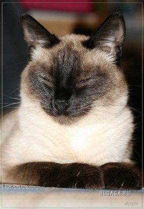 Мы Фёдоровы