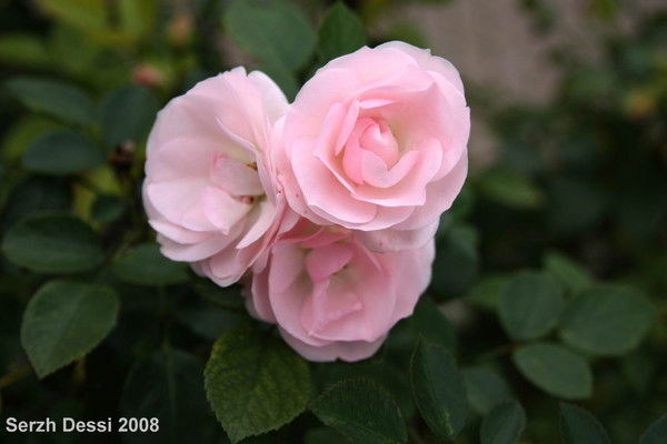 Улжан Кожанова