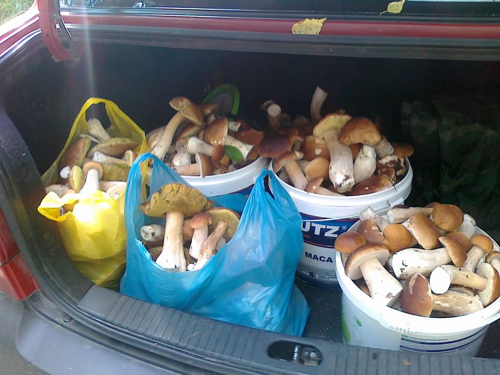 Анатолий Чижевский