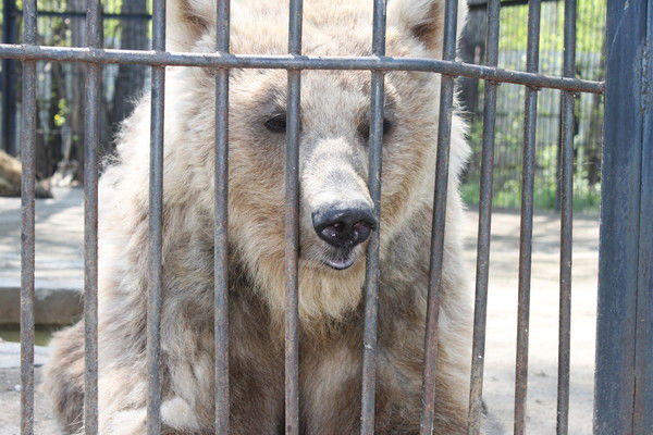 Геннадий Ледовских