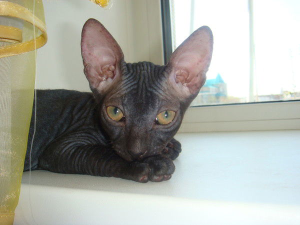 Ольга Салион