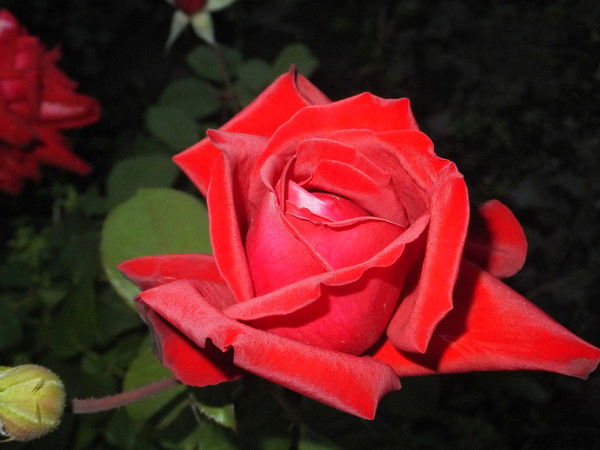 Надежда Лепустина