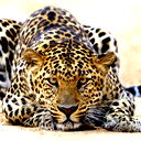***adil ***
