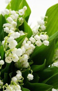 Маша Васильева